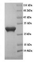The SDS-PAGE of Recombinant Human PD-L1